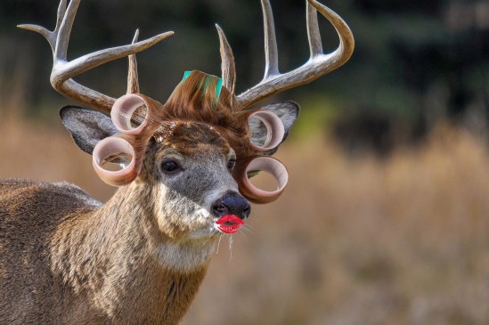Deer In Curlers