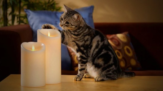 Cat And Candle