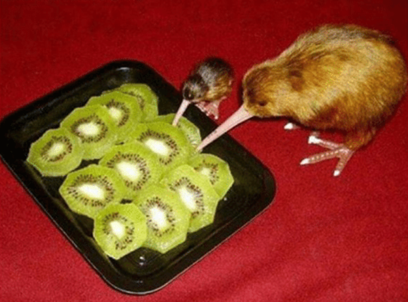 Kiwi Cannibals