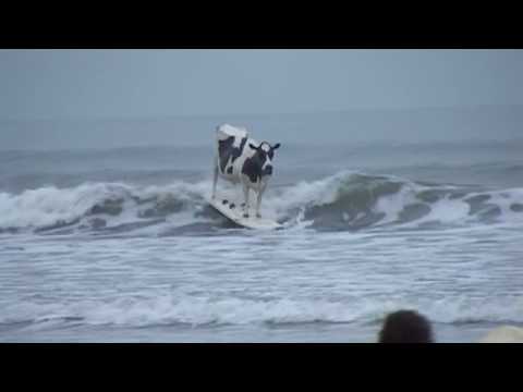 Surfing Cow
